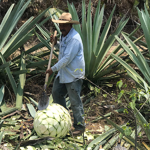 ¿Cómo se produce el mezcal?