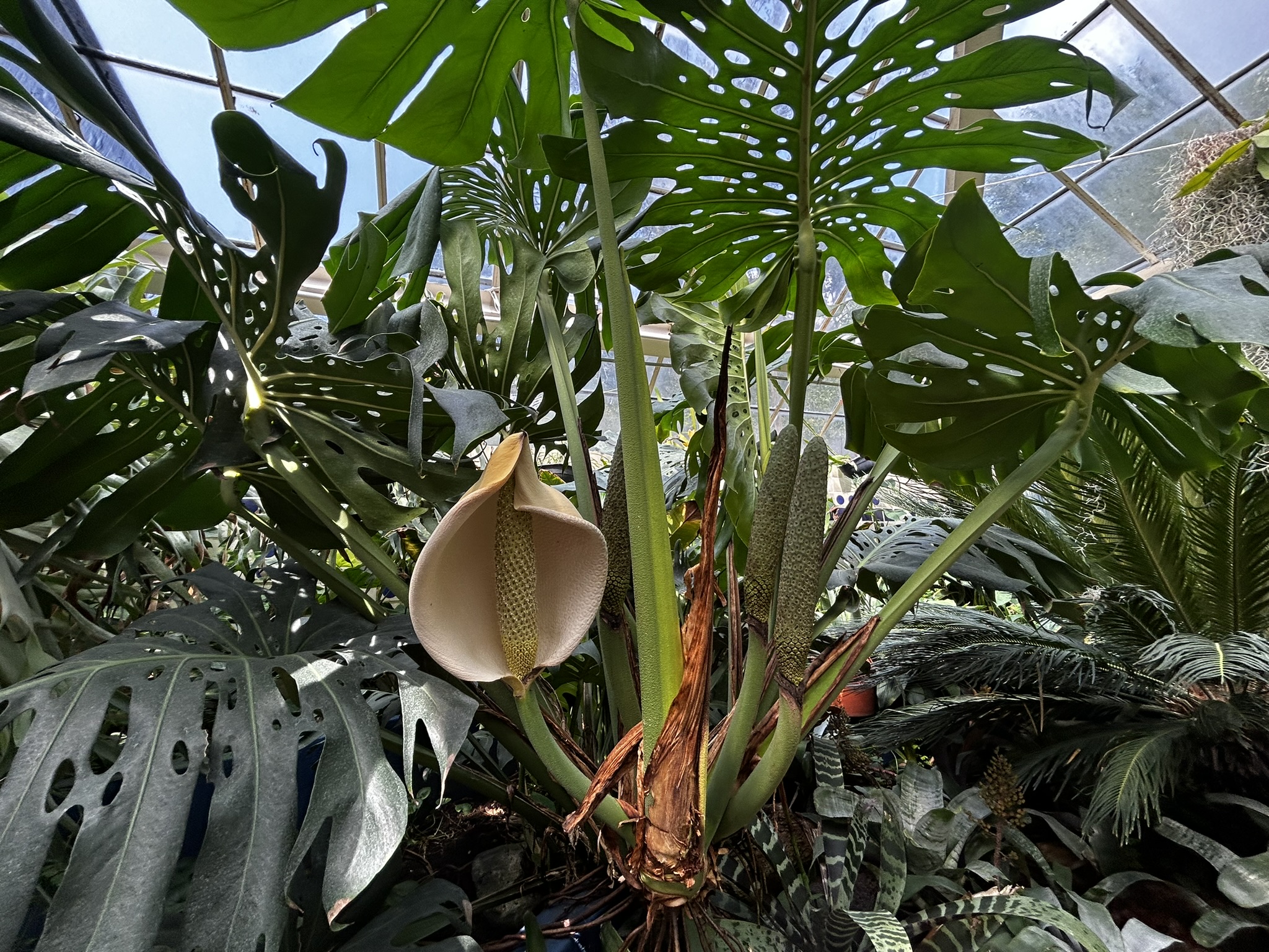 Jardín Botánico de Chapultepec, un espacio de paz y naturaleza en la CDMX