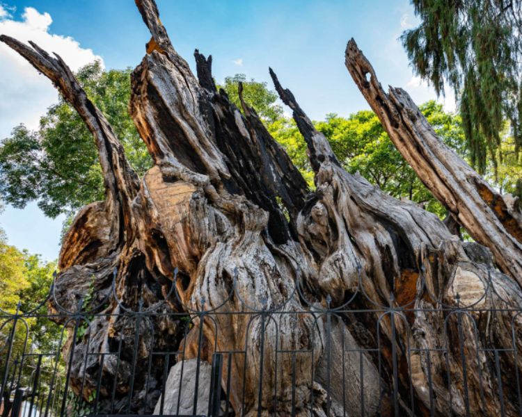 El Árbol de la Noche Victoriosa, un símbolo de lucha y derrota en el barrio de Popotla