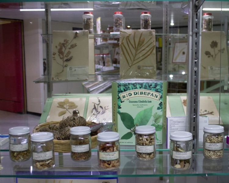 Herbario Medicinal del IMSS, descubriendo el mundo de la medicina tradicional en el Hospital General Siglo XXI