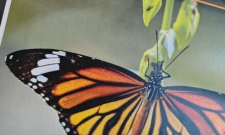 XXXII Festival Biocultural: Arte, cultura y naturaleza en honor a la Mariposa Monarca