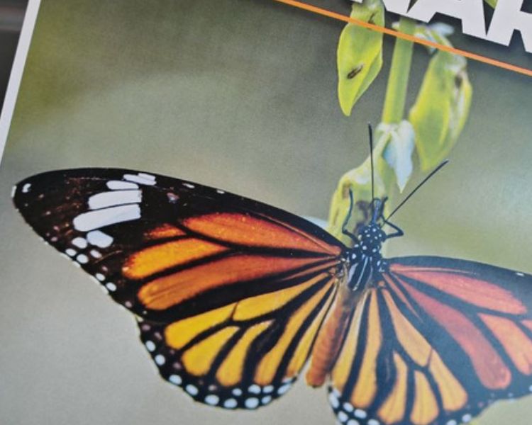 XXXII Festival Biocultural: Arte, cultura y naturaleza en honor a la Mariposa Monarca