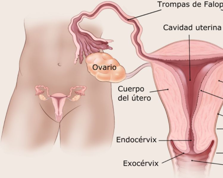 Nuevas esperanzas en el tratamiento del cáncer de endometrio: avances en inmunoterapia llegan a México