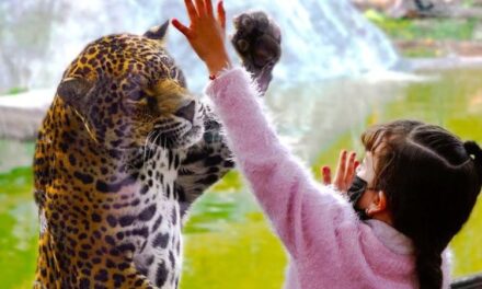 Reino Animal recibe el Nivel Diamante de la certificación CREA: un modelo de turismo sostenible en México