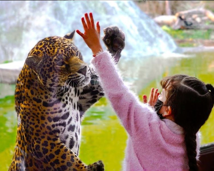 Reino Animal recibe el Nivel Diamante de la certificación CREA: un modelo de turismo sostenible en México