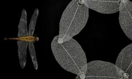 Daisies, Emilies and Lilies: Un viaje ecológico y poético inspirado en Emily Dickinson