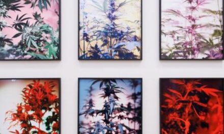 El horizonte siempre se aleja: La nueva exposición del Museo Tamayo que desafía la noción de lo contemporáneo