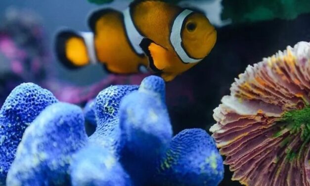 Acuario Inbursa, descubre el mundo siubmarino en Plaza Carso