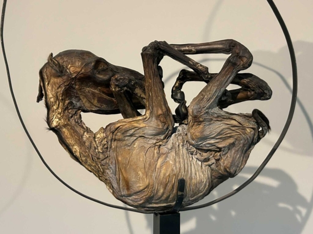 arte-contemporaneo-museo-arte-carrillo-gil-macg-ciudad-mexico-cdmx_12