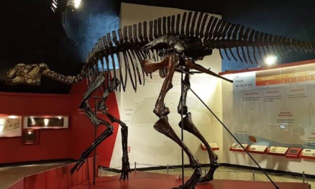 Museo de Historia Natural, un rincón donde la vida, la Tierra y el universo te cuentan su historia en Chapultepec