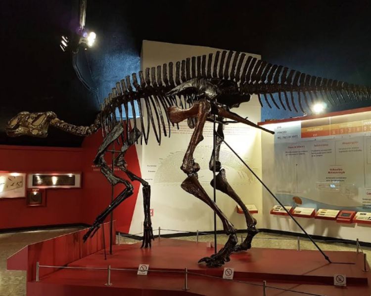 Museo de Historia Natural, un rincón donde la vida, la Tierra y el universo te cuentan su historia en Chapultepec