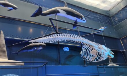 Museo Universum, un viaje divertido y fascinante por la ciencia en Ciudad Universitaria