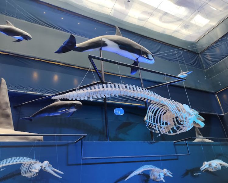 Museo Universum, un viaje divertido y fascinante por la ciencia en Ciudad Universitaria