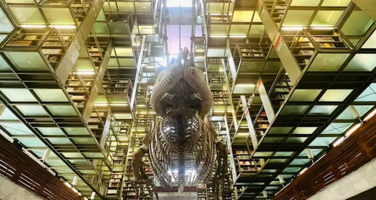 Cuatro exposiciones imperdibles transforman la Biblioteca Vasconcelos en febrero