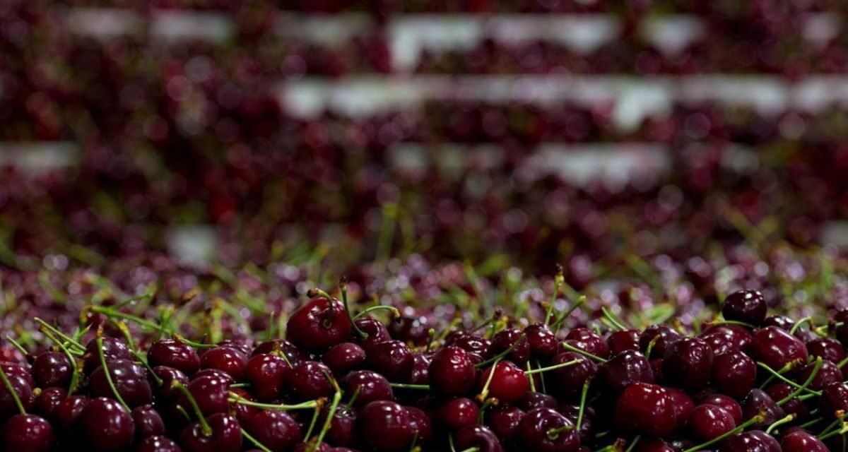 Cosecha récord de cerezas del Noroeste 2025: sabor, salud y frescura en cada bocado