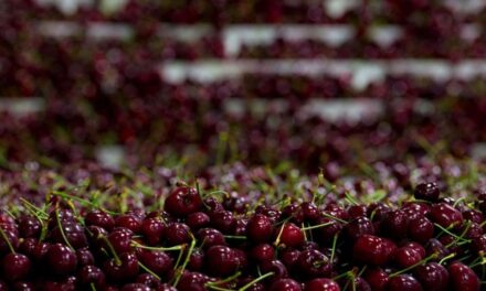 Cosecha récord de cerezas del Noroeste 2025: sabor, salud y frescura en cada bocado