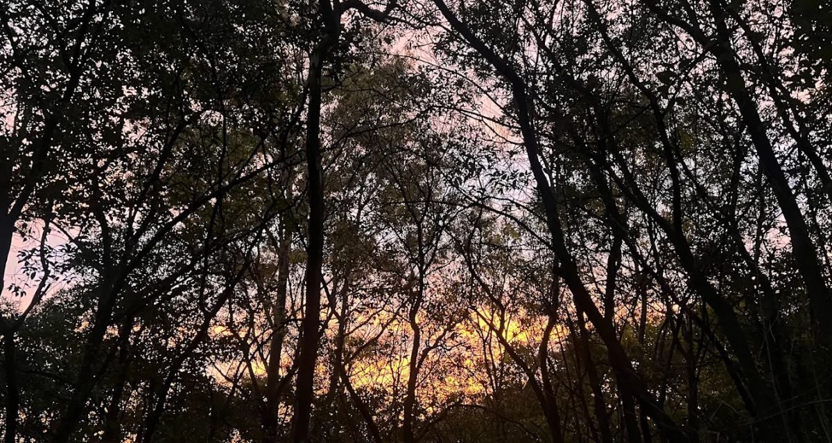 Parque Águilas-Japón, un oasis verde con esencia nipona al poniente de CDMX