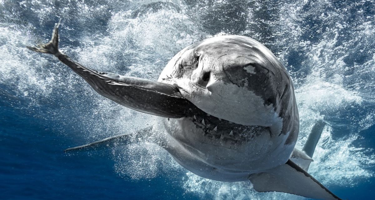 Tiburones: Los Reyes del Mar — una exposición que combina arte, ciencia y conciencia ambiental en el Acuario Inbursa