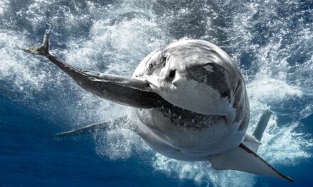 Tiburones: Los Reyes del Mar — una exposición que combina arte, ciencia y conciencia ambiental en el Acuario Inbursa