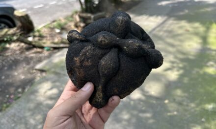 Pan de Muerto Challenge 2025: En busca del mejor pan de muerto en la Nápoles (Del 31 al 35)