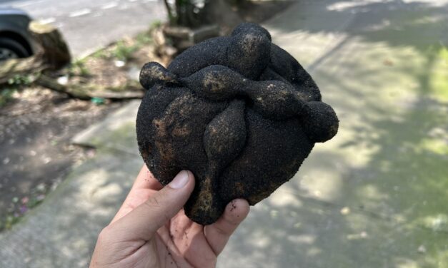Pan de Muerto Challenge 2025: En busca del mejor pan de muerto en la Nápoles (Del 31 al 35)