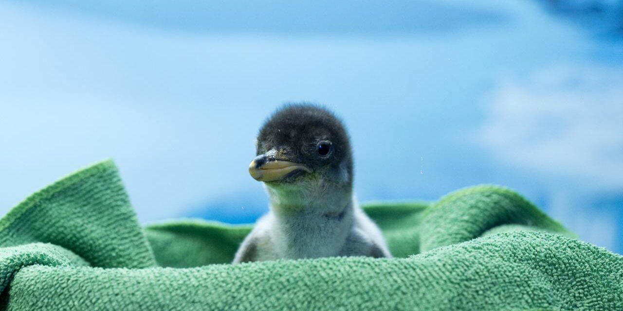 Nacimiento de pingüinos Gentoo en Acuario Inbursa celebra una nueva generación chilanga