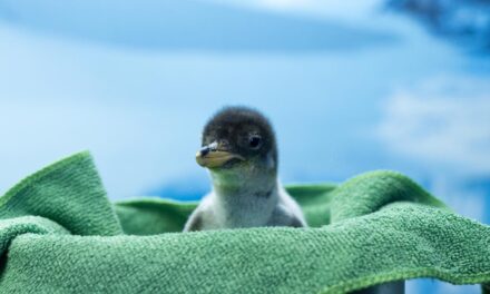Nacimiento de pingüinos Gentoo en Acuario Inbursa celebra una nueva generación chilanga