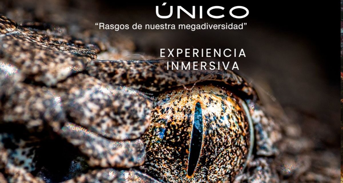 México Único una experiencia inmersiva que revela la megadiversidad del país en el Museo de Historia Natural